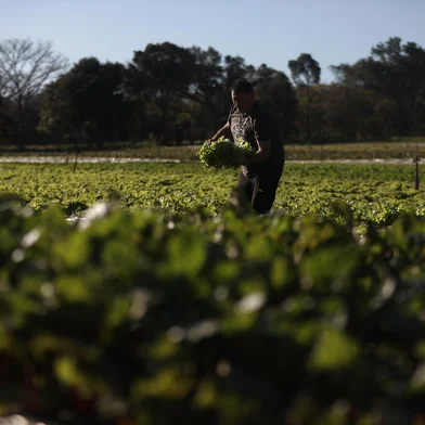 PORTO ALEGRE, RS, BRASIL - 2024.09.02 - Reivindicações dos produtores da Zona Rural de Porto Alegre para o próximo prefeito. Na foto, Oscar da Silva Goulart Neto. (Foto: Renan Mattos/ Agência RBS)<!-- NICAID(15857447) -->
