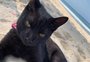 Conheça Satanás Pantera, o gato que faz sucesso na praia do RJ