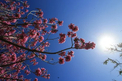 25/08/2023 - PORTO ALEGRE, RS - FLORES / ESTAÇÃO / INVERNO / PRIMAVERA / IPÊS - Mesmo ainda sendo agosto, há muitas árvores já floridas, especialmente os ipês, indicando que já "estamos " próxima de uma nova estação.<!-- NICAID(15520402) -->