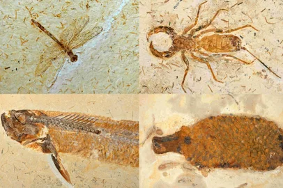 (COMBO) This combination of pictures created on May 24, 2022, show from top L: a dragon fly and an insect, from bottom left: an actinopterygian fish, and a conifer cone, some of the 998 fossils dating from the 100 million-year-old Cretaceous period, illegally extracted from the Araripe basin, a UNESCO Geopark in northeastern Brazil, and seized by French customs officers in 2013 in le Havre, in a warehouse near Le havre, western France, on May 24, 2022. - The 998 fossils were handed over to the Brazilian authorities during a ceremony, and will be exhibited at the Museum of Paleontology "Placido Cidadi Nuvens", in the Cariri micro-region. (Photo by JEAN-FRANCOIS MONIER / AFP)<!-- NICAID(15106128) -->
