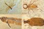 (COMBO) This combination of pictures created on May 24, 2022, show from top L: a dragon fly and an insect, from bottom left: an actinopterygian fish, and a conifer cone, some of the 998 fossils dating from the 100 million-year-old Cretaceous period, illegally extracted from the Araripe basin, a UNESCO Geopark in northeastern Brazil, and seized by French customs officers in 2013 in le Havre, in a warehouse near Le havre, western France, on May 24, 2022. - The 998 fossils were handed over to the Brazilian authorities during a ceremony, and will be exhibited at the Museum of Paleontology "Placido Cidadi Nuvens", in the Cariri micro-region. (Photo by JEAN-FRANCOIS MONIER / AFP)<!-- NICAID(15106128) -->