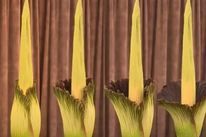 Uma planta que exala odor de carne podre pode parecer, à primeira vista, pouco atraente, mas tem conquistado multidões por sua rara e diferente floração. Na última quinta-feira (23), o Jardim Botânico de Sydney, na Austrália, foi palco do desabrochar de uma delas: a Amorphophallus titanum, mais conhecida como flor-cadáver. Mas para os seus fãs, ela é conhecida como Putrícia — união de “pútrido” (podre) e “Patricia”.<!-- NICAID(15963380) -->