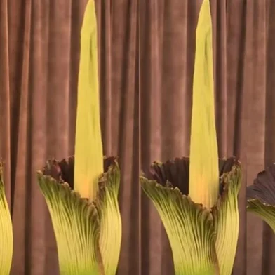 Uma planta que exala odor de carne podre pode parecer, à primeira vista, pouco atraente, mas tem conquistado multidões por sua rara e diferente floração. Na última quinta-feira (23), o Jardim Botânico de Sydney, na Austrália, foi palco do desabrochar de uma delas: a Amorphophallus titanum, mais conhecida como flor-cadáver. Mas para os seus fãs, ela é conhecida como Putrícia — união de “pútrido” (podre) e “Patricia”.<!-- NICAID(15963380) -->