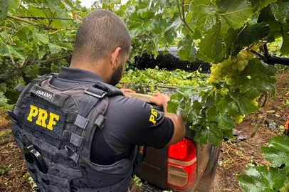 Polícia Rodoviária Federal (PRF) / Divulgação Após perseguição na Serra, motorista invade plantação de uva e salta de caminhonete com 650 kg de maconha; carga é apreendida pela PRF.<!-- NICAID(16226850) -->
