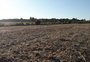 Previsão de outono mais seco no RS: quais os pontos de atenção na agropecuária