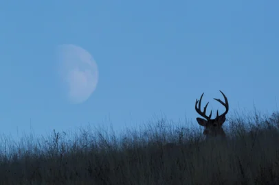 White-tailed deer buck, rising moonIndexador: DanitaDelimont.comSecao: Nature: FaunaFonte: 472765493Fotógrafo: Agent<!-- NICAID(15145793) -->