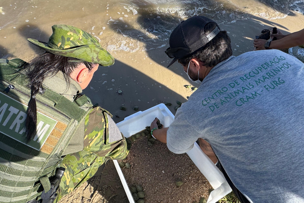Mais de 150 tartarugas resgatadas s&atilde;o devolvidas &agrave; natureza em Rio Grande