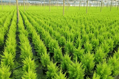 Floricultura nacional deve encerrar   2023 com crescimento de 8%.<!-- NICAID(15629182) -->