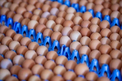Dia Mundial do Ovo: setor celebra data com crescimento de consumo e expectativa de melhora na competitividade<!-- NICAID(15234817) -->
