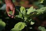 Fundo estadual disponibiliza R$ 126 mil para financiamentos agrícolas em Caxias