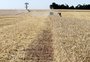 Na segunda rodada de leilões de trigo, produtores são os principais interessados 