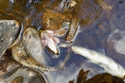Dezenas de peixes foram encontrados mortos no Arroio Sampaio.<!-- NICAID(15312614) -->