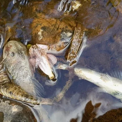Dezenas de peixes foram encontrados mortos no Arroio Sampaio.<!-- NICAID(15312614) -->