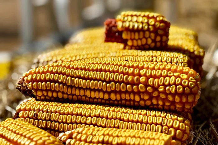 Alessandra Hoppen / Agência RBS