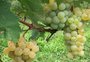 Colheita de Moscato está começando na Serra
