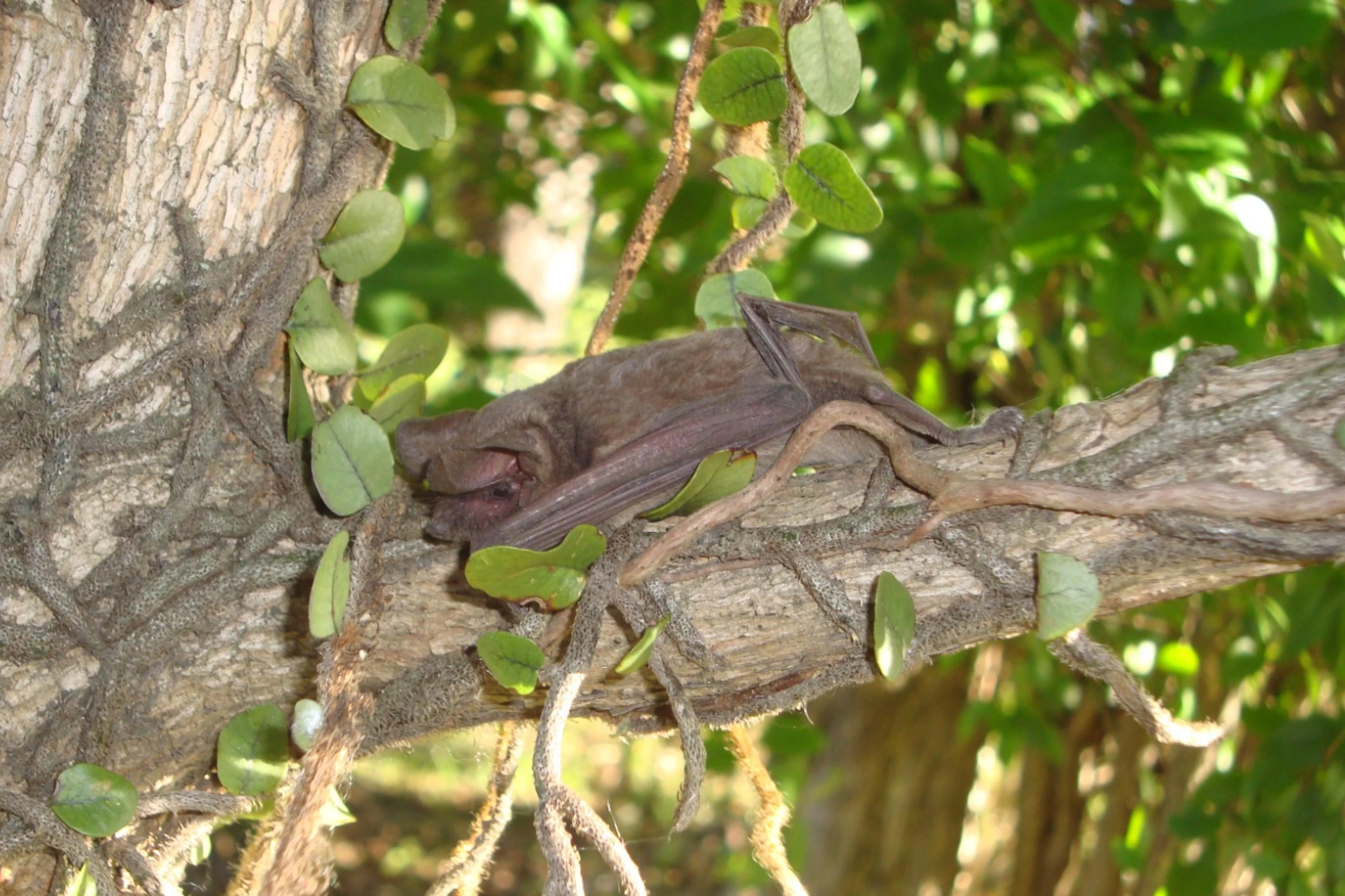 Soraya Ribeiro/Arquivo Pessoal