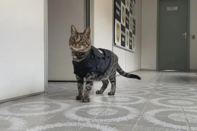 Paulinho era portador do vírus da leucemia felina (FeLV) e desenvolveu câncer de pulmão. Mais de 23 mil seguidores acompanhavam a rotina do animalzinho nas redes sociais.<!-- NICAID(15924718) -->