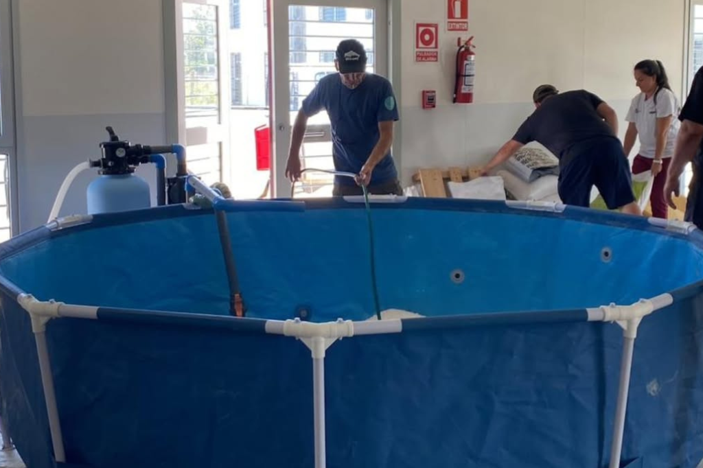 Toninha amea&ccedil;ada de extin&ccedil;&atilde;o &eacute; resgatada no Uruguai e encaminhada para reabilita&ccedil;&atilde;o em Rio Grande