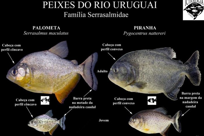 Laboratório de Ictiologia - UFRGS / Divulgação