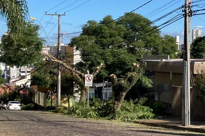 Poda dos jacarandás realizada pela RGE, na Rua Daltro Filho, no bairro Panazzolo.Na foto, duas árvores, que ficam em frente a um lar de idosos, quase na esquina com a Rua Paulo Rossato.<!-- NICAID(14765339) -->