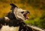Plataforma mostra que 1,2 mil espécies da fauna estão ameaçadas de extinção no Brasil