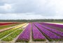 Tulipas da Holanda estão ameaçadas pela mudança climática e pelo Brexit