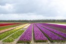 This photograph taken on April 24, 2024 near Egmond, Noord Holland province, shows a field of blooming tulip flowers. As the world heats up, the atmosphere contains more water vapour, meaning wetter winters, and rising temperatures mean hotter spring and summer periods in the Netherlands -- a deadly combination for tulips farmers. (Photo by Nick Gammon / AFP)Editoria: SCILocal: Egmond aan ZeeIndexador: NICK GAMMONSecao: economy (general)Fonte: AFPFotógrafo: STR<!-- NICAID(15747878) -->
