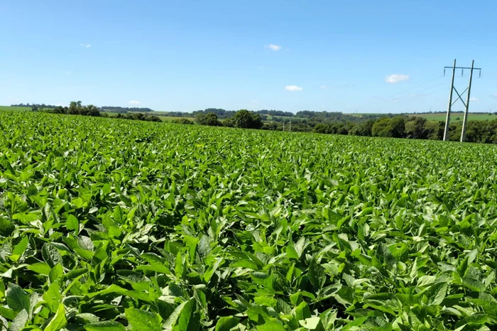 Fabio Grun / Divulgação