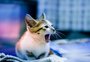 Gatos comem partes do corpo de criadora morta na Rússia
