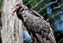 Urubu-rei vindo do Pará ganha recinto no Gramadozoo e já pode ser visto pelo público