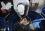 Feira do Peixe Vivo de Caxias terá venda de peixes a partir de R$ 16 o quilo