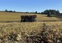 Por que os agricultores gaúchos reduziram a aposta no trigo no inverno de 2025