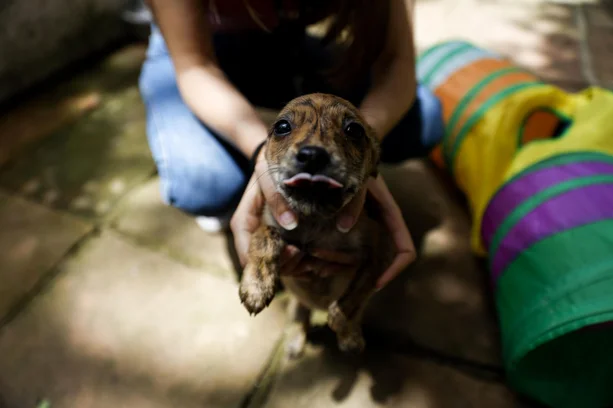 Camila Hermes / Agencia RBS image