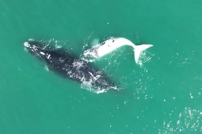 Baleia-franca e filhote semi-albino "gaúcho" são vistos no mar de Santa Catarina<!-- NICAID(16102005) -->