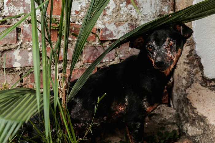 número de animais sem um lar aumentou durante a pandemia, pois as feiras de adoção foram suspensas