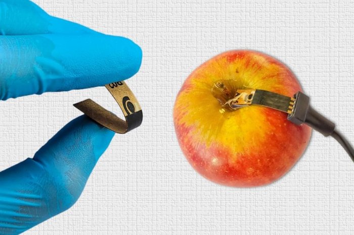 Acervo dos pesquisadores / Agência FAPESP/Divulgação Acervo dos pesquisadores / Agência FAPESP/Divulgação