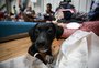 Atendimento veterinário, comida e carinho: abrigos para animais mobilizam voluntários em Porto Alegre