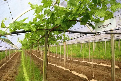 Porthus Junior / Agencia RBS CAXIAS DO SUL, RS, BRASIL, 15/10/2025. Expectativas para a safra da uva 2026. Boa quantidade de horas de frio no inverno geram boas expectativas para a safra da uva 2025/2026. Propriedade de Daniel Toss, em São Luiz da 6º Légua. (Porthus Junior/Agência RBS)<!-- NICAID(16146899) -->