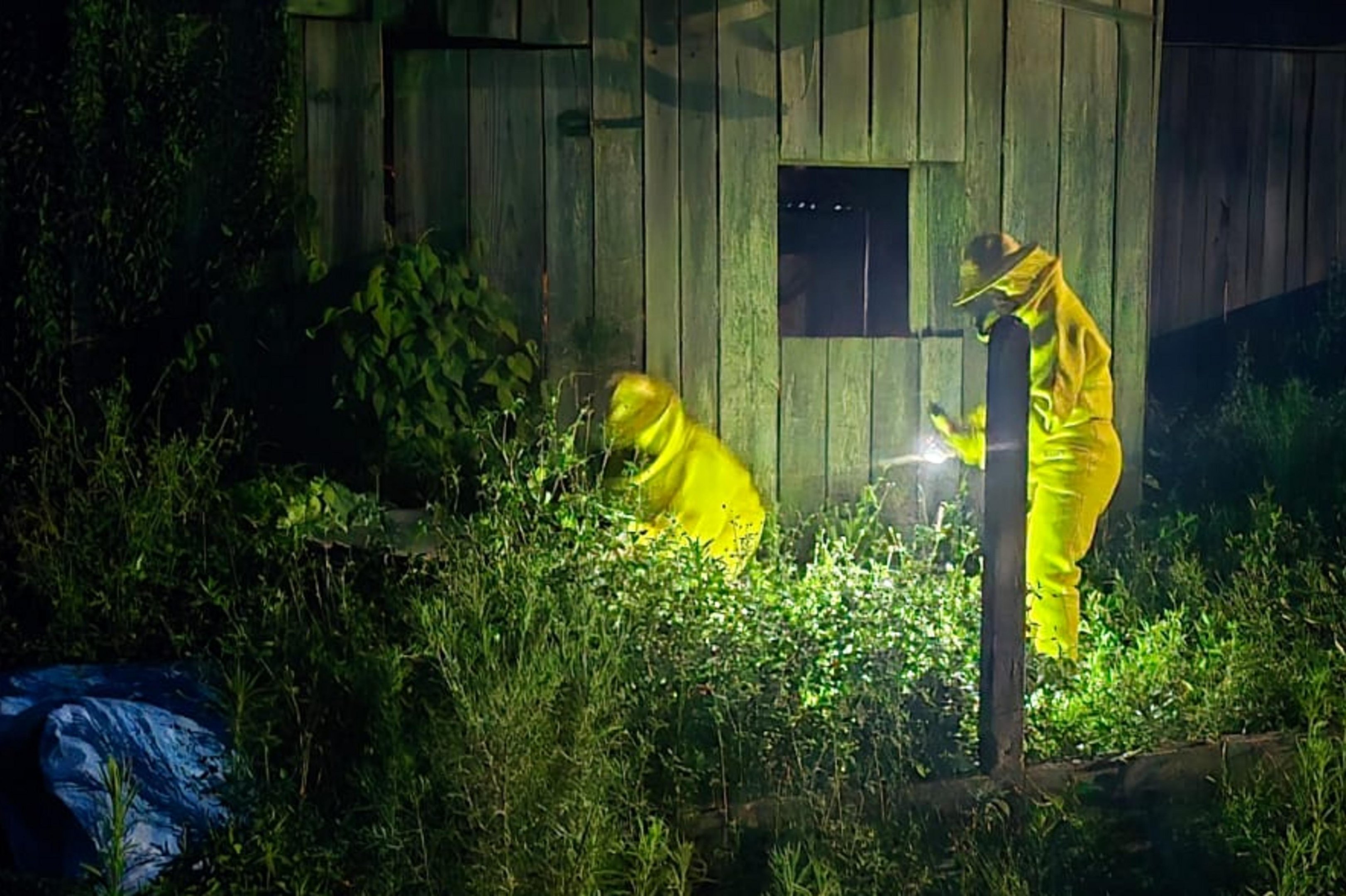 Ataque de abelhas mata cavalo e deixa fam&iacute;lia presa em casa no norte do RS