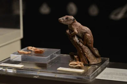 Paleontólogos brasileiros e britânicos identificam o mais antigo mamífero da Terra. Estudo com participação de pesquisadores da UFRGS se baseou em análises de microscopia das mandíbulas e dos dentes de pequenos fósseis encontrados no RS<!-- NICAID(15199414) -->