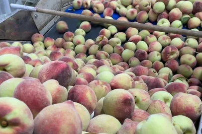 Na Serra, a colheita de pêssegos começou mais cedo neste ano e traz boas expectativas aos produtores. Em uma propriedade em Pinto Bandeira, maior produtor de pêssego de mesa no Rio Grande do Sul, o pomar ocupa quatro hectares.