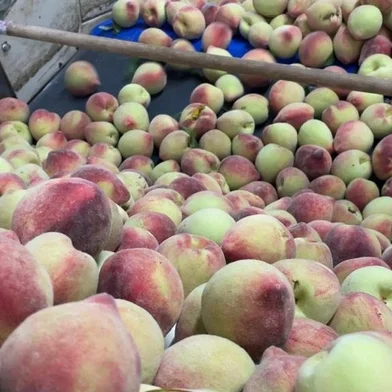 Na Serra, a colheita de pêssegos começou mais cedo neste ano e traz boas expectativas aos produtores. Em uma propriedade em Pinto Bandeira, maior produtor de pêssego de mesa no Rio Grande do Sul, o pomar ocupa quatro hectares.