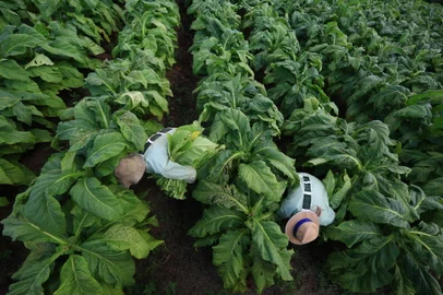 CANGUÇU - RS-BR 08.02.2019O município de Canguçu é o maior produtor de tabaco do Brasil.Dilnei e Lesandra Pieper, colocando o fumo na estufa.FOTÓGRAFO: TADEU VILANI - AGÊNCIARBS<!-- NICAID(13950118) -->