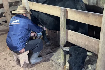Turistas madrugam para ordenhar vacas e experimentar o "camargo", o 1º leite da vaca, em Cambará do Sul. na foto, Alencar Macedo, de 63 anos<!-- NICAID(16301566) -->