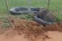 Influenciador viraliza com imagens de cobra em "batalha" com capivara; veja vídeo<!-- NICAID(15460126) -->