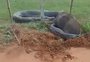 VÍDEO: influenciador viraliza com imagens de cobra em "batalha" contra capivara