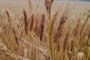 Palmeira das Missões estima prejuízo de R$ 67 milhões na safra de trigo após enxurrada<!-- NICAID(15572317) -->