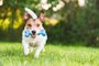 PORTO ALEGRE, RS, BRASIL,02/08/2018- Jack Russell Terrier, cachorro, dog, cão.Foto: alexei_tm/stock.adobe.comLocal: MoscowIndexador: Alexei MaximenkoFonte: 292310700<!-- NICAID(14424220) -->