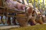 RS registra aumento na exportação de carne suína. Em Camargo, no norte do Estado, onde a economia gira em torno da suinocultura, produtores estão otimistas.<!-- NICAID(15371591) -->