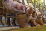 Indústria da proteína animal faz alerta sobre risco de desabastecimento